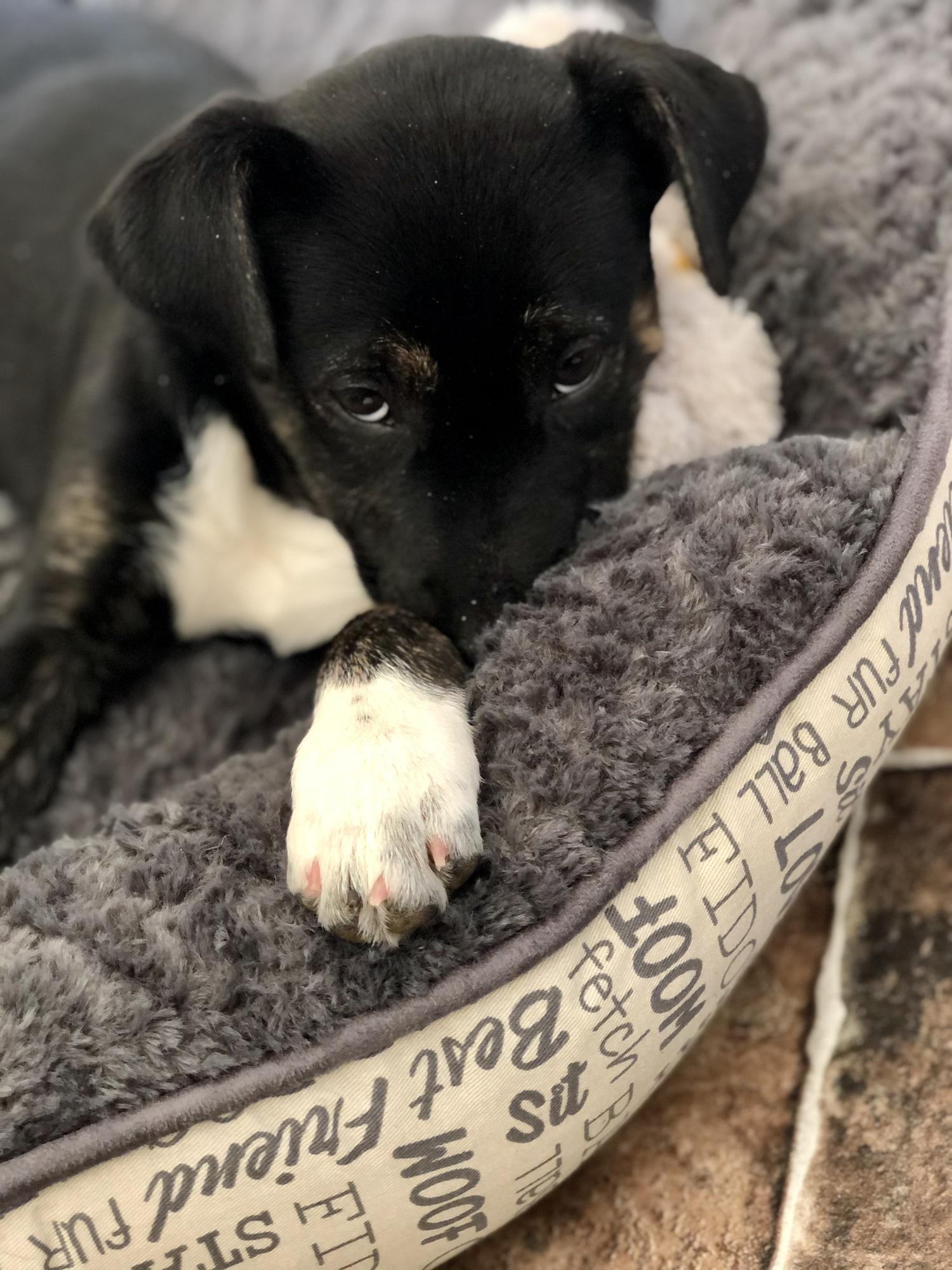 Poppy’s adoption day - 11/9/2019
