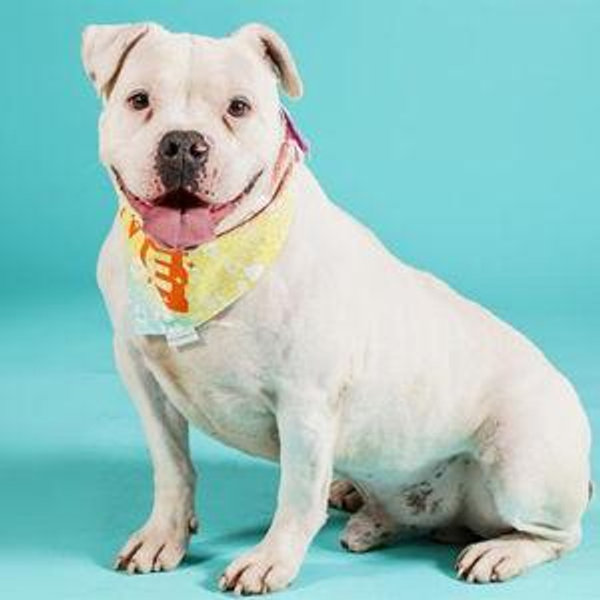 Donation to LA Animal Shelters