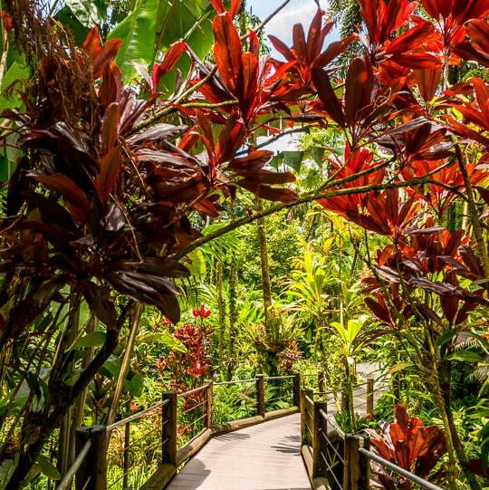 Hawai’i Tropical Botanical Garden Tour