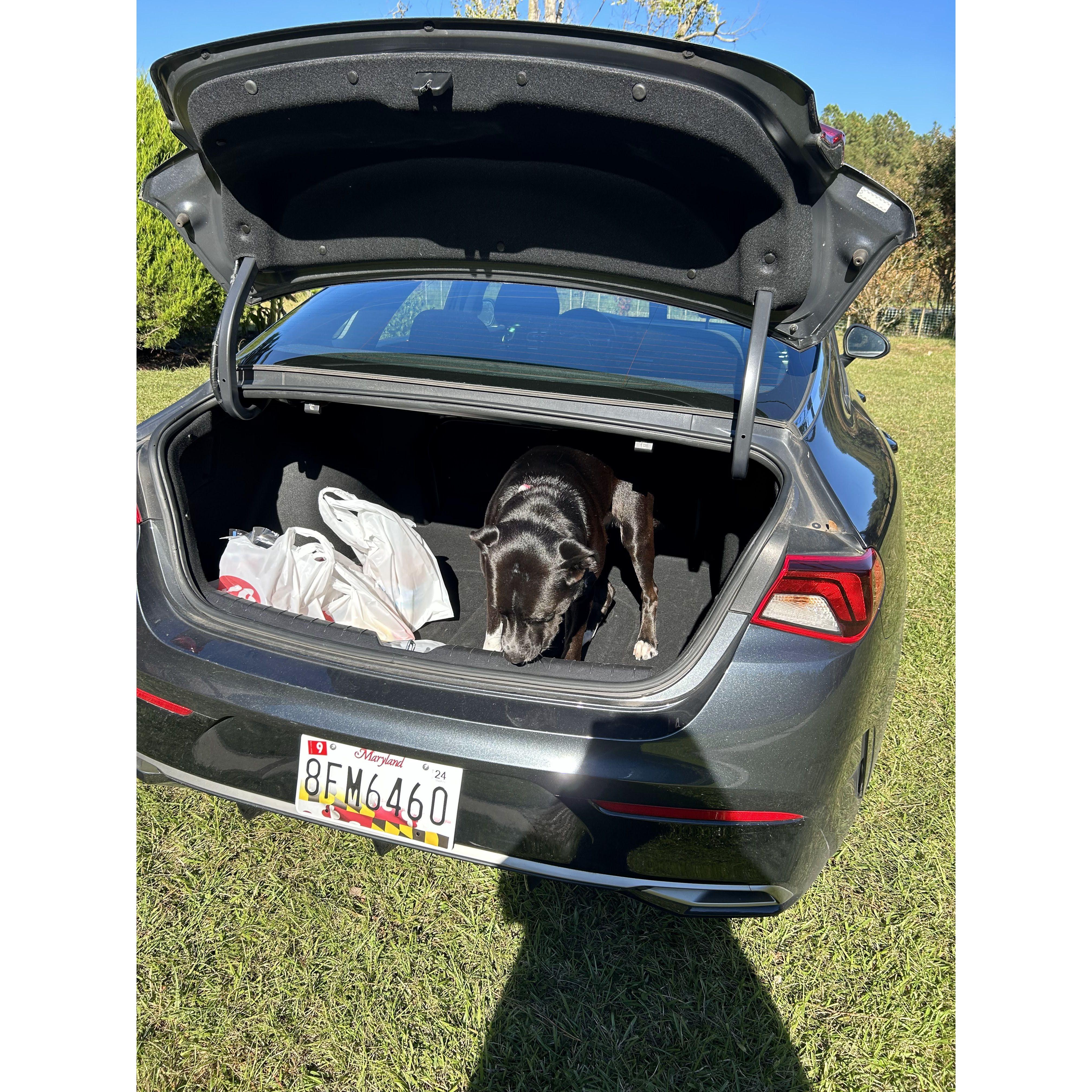 Bella wanted to go for a ride