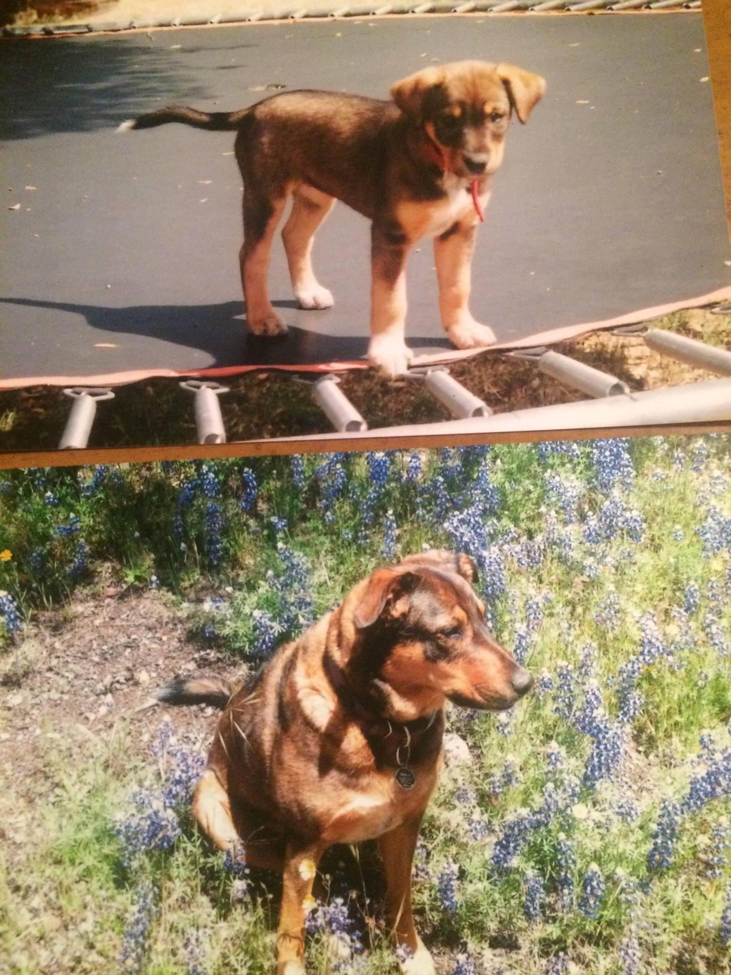 Nala our first dog. I’m sure if she was still around she would have bitten everyone :) she was such a good dog.