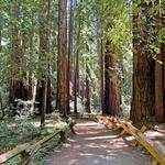 Armstrong Redwoods State Natural Reserve