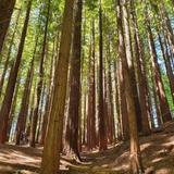 Bosque de Secuoyas del Monte Cabezón
