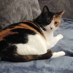 Iowa Animal Rescue League Donations