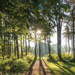 Visit the Morton Arboretum