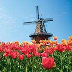 Tulip Time