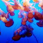 Monterey