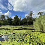 Mount Coot-tha Botanic Gardens