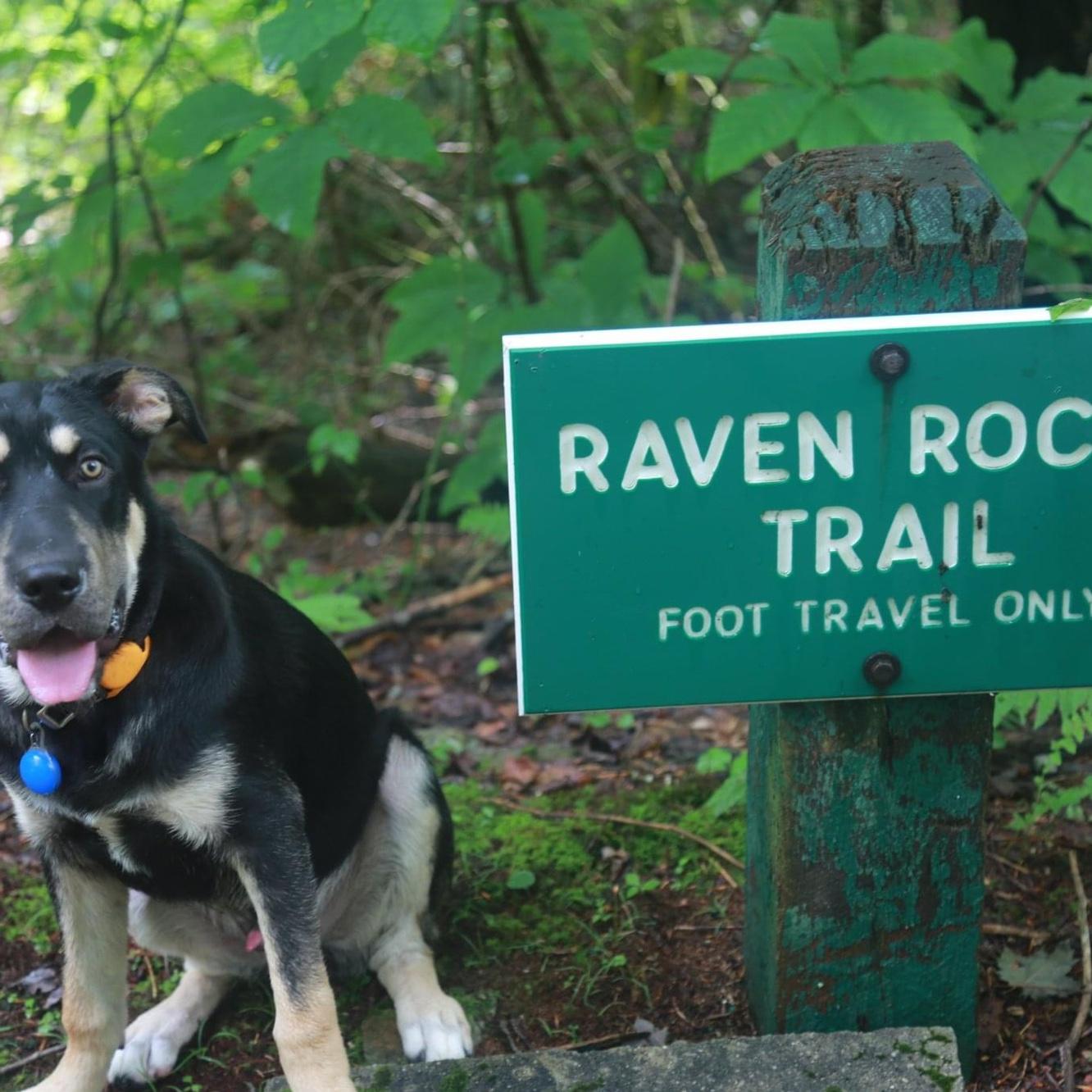 First camping trip with Toast, Kumbrabow State Forest