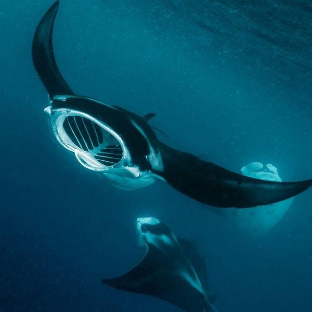 Manta Ray Night Snorkel