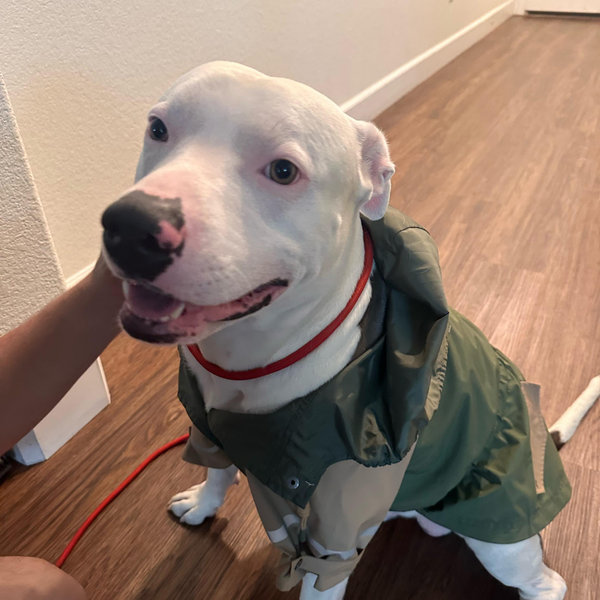 Our Pet Toy Fund for Max