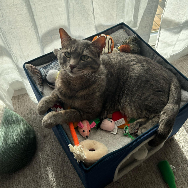 Volunteer to cat sit for our Minimoon OR pay for the Rover sitter!