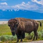 Antelope Island State Park