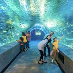 Newport Aquarium