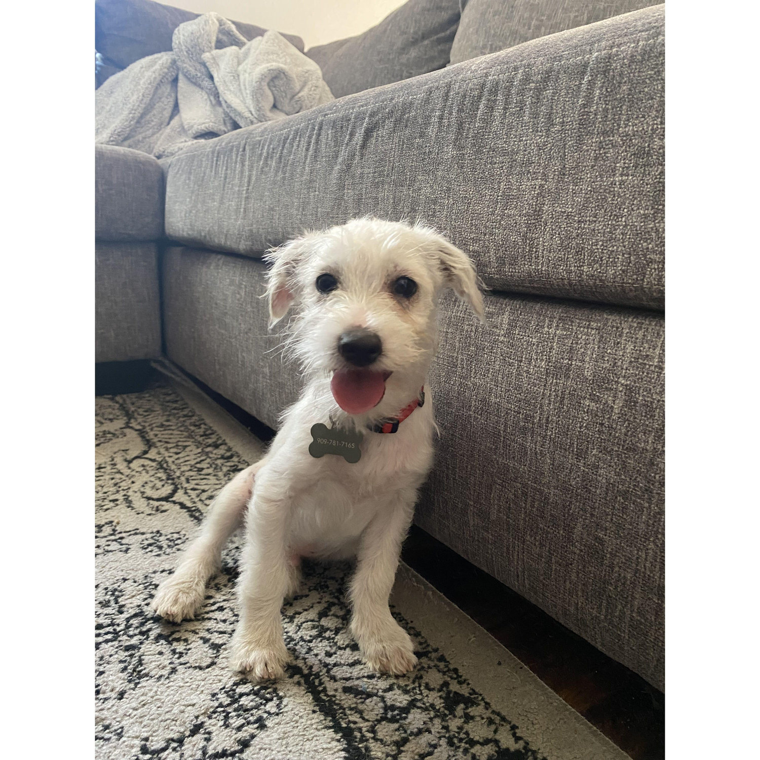 Our third fur baby. Oggie