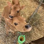 🐄 Cherry Grove Farm