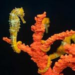 Seahorse Farm Tour