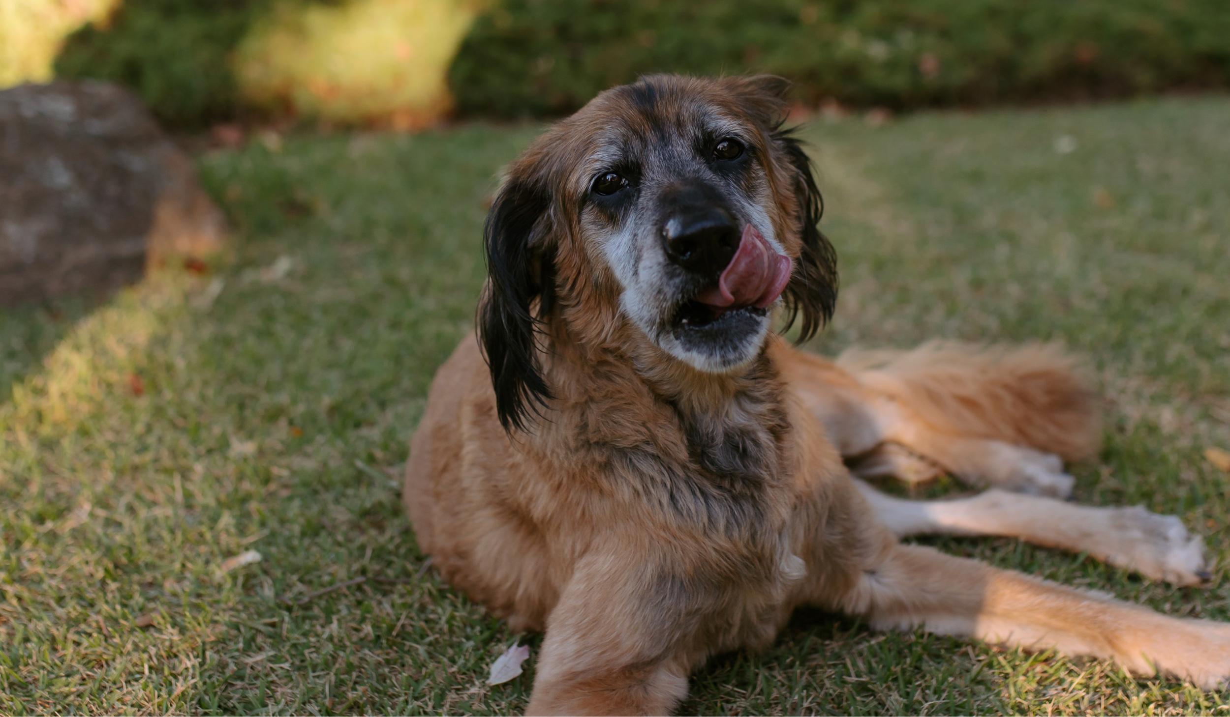 The Wedding Website of Sarai Gutierrez and Sakri Kmimech