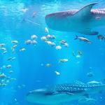 Georgia Aquarium