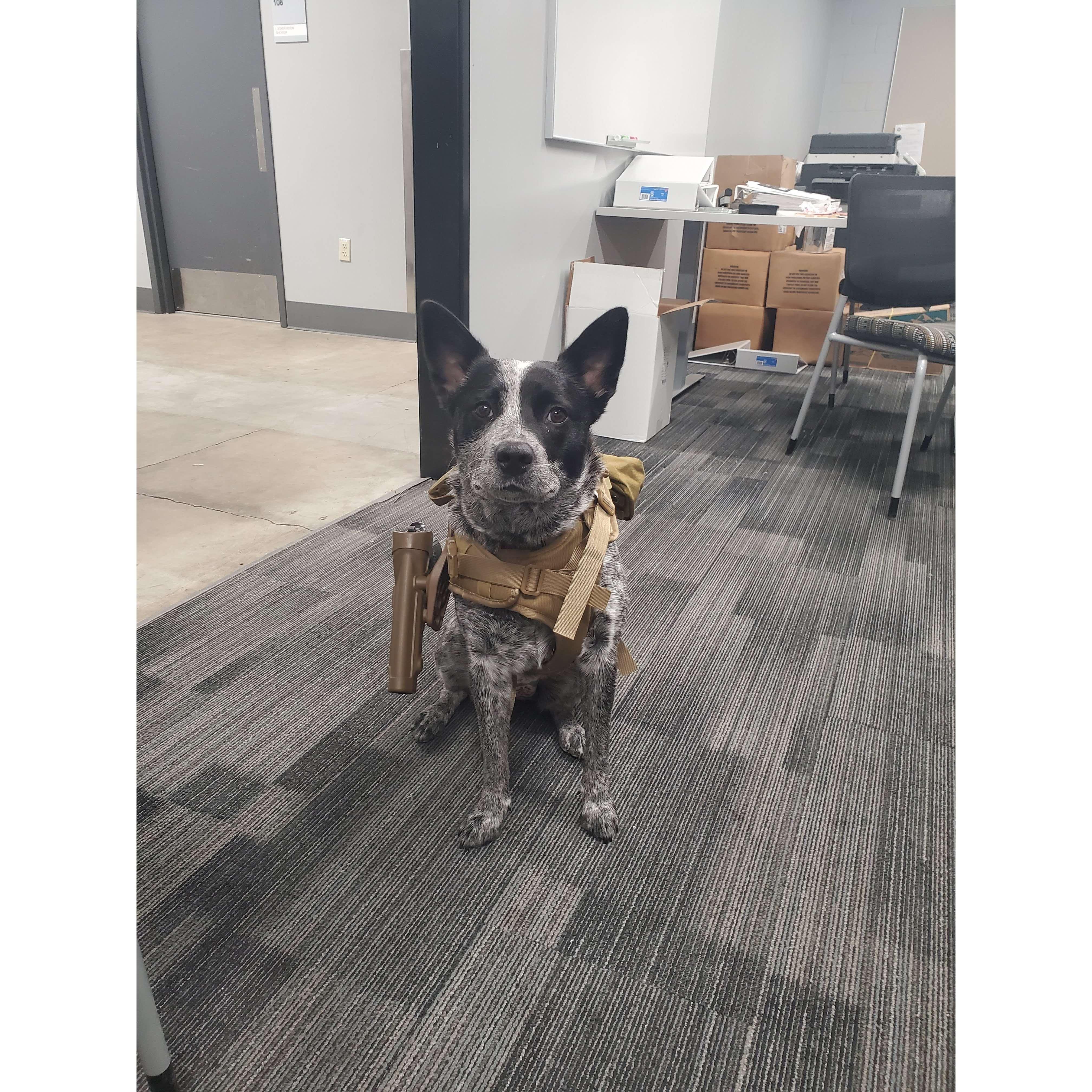 River is the official mascot of the Armory, here she is on duty.