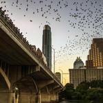 Austin Bats at Congress Bridge