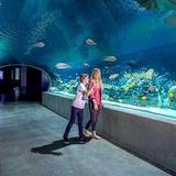 OdySea Aquarium