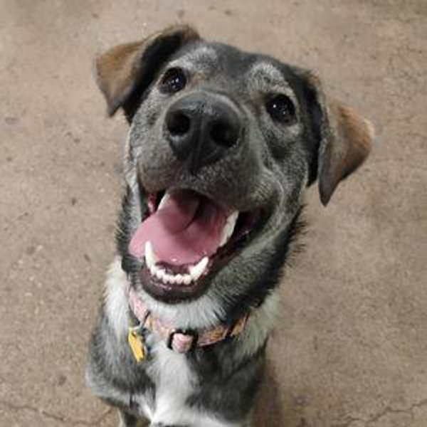 Winnie's Dog Walker/Daycare Fund