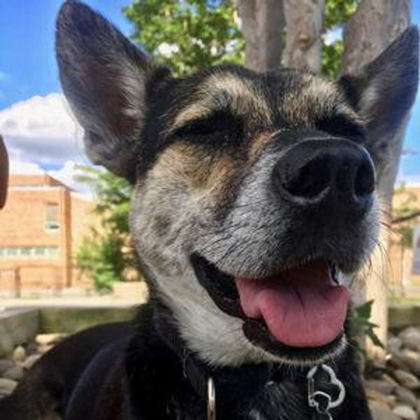 Pet Sitting for Our Honeymoon
