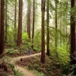 Hoyt Arboretum