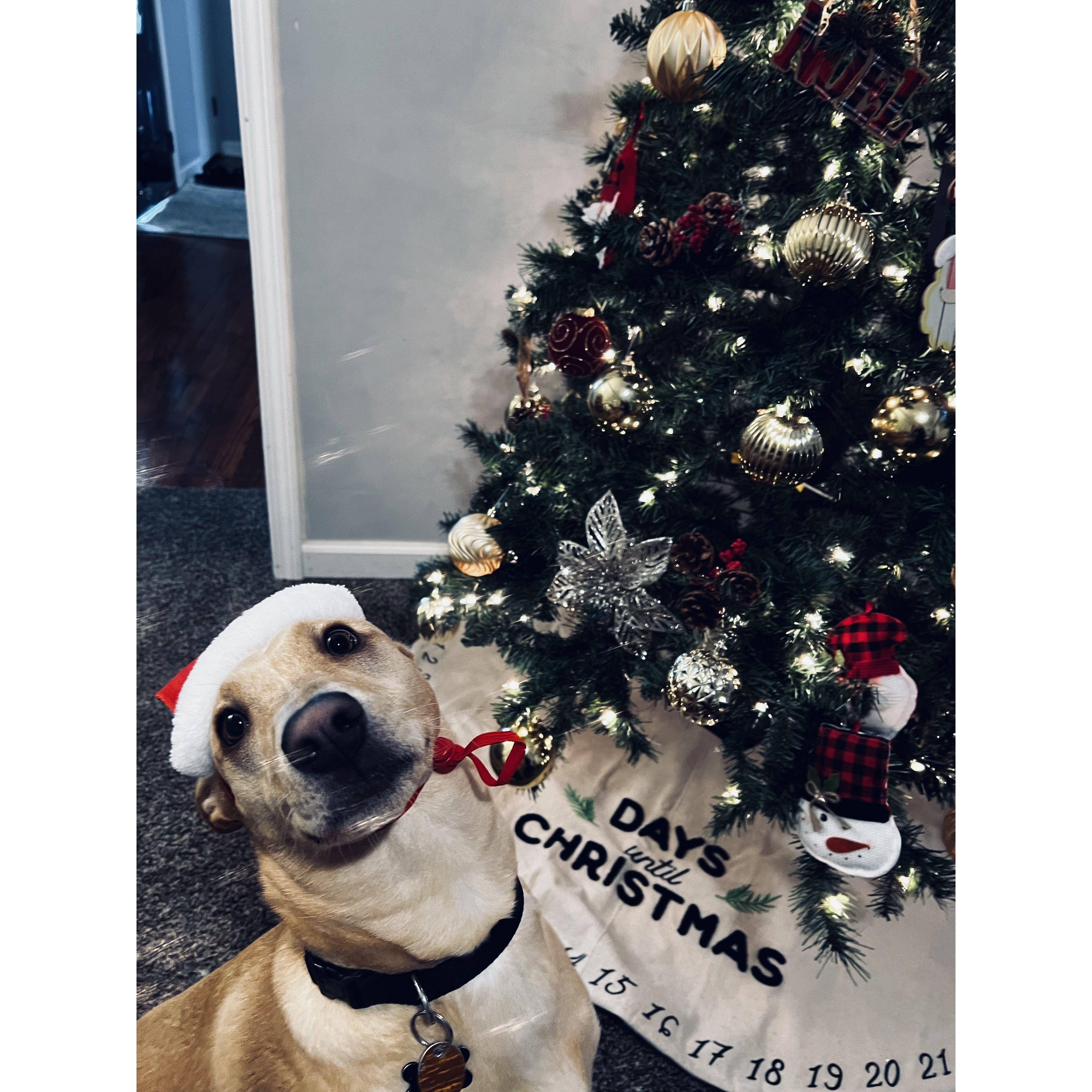 Kebo’s first Christmas!🎄🐾