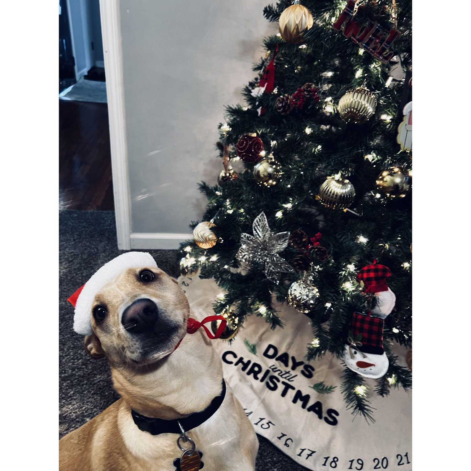 Kebo’s first Christmas!🎄🐾