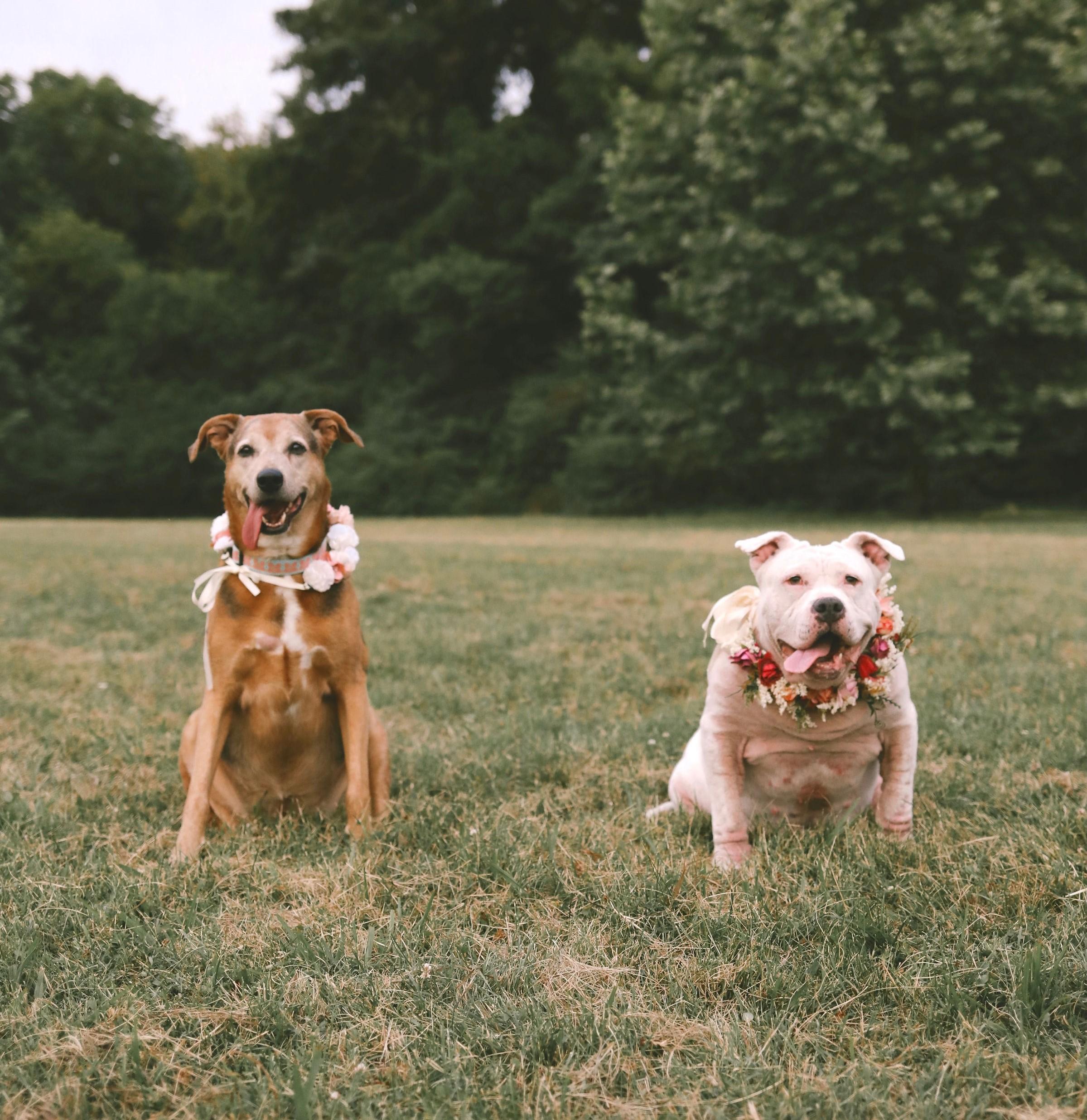 The Wedding Website of Arielle Rhyne and Adam Crookston