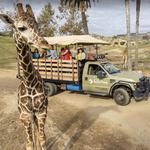 San Diego Zoo Safari Park