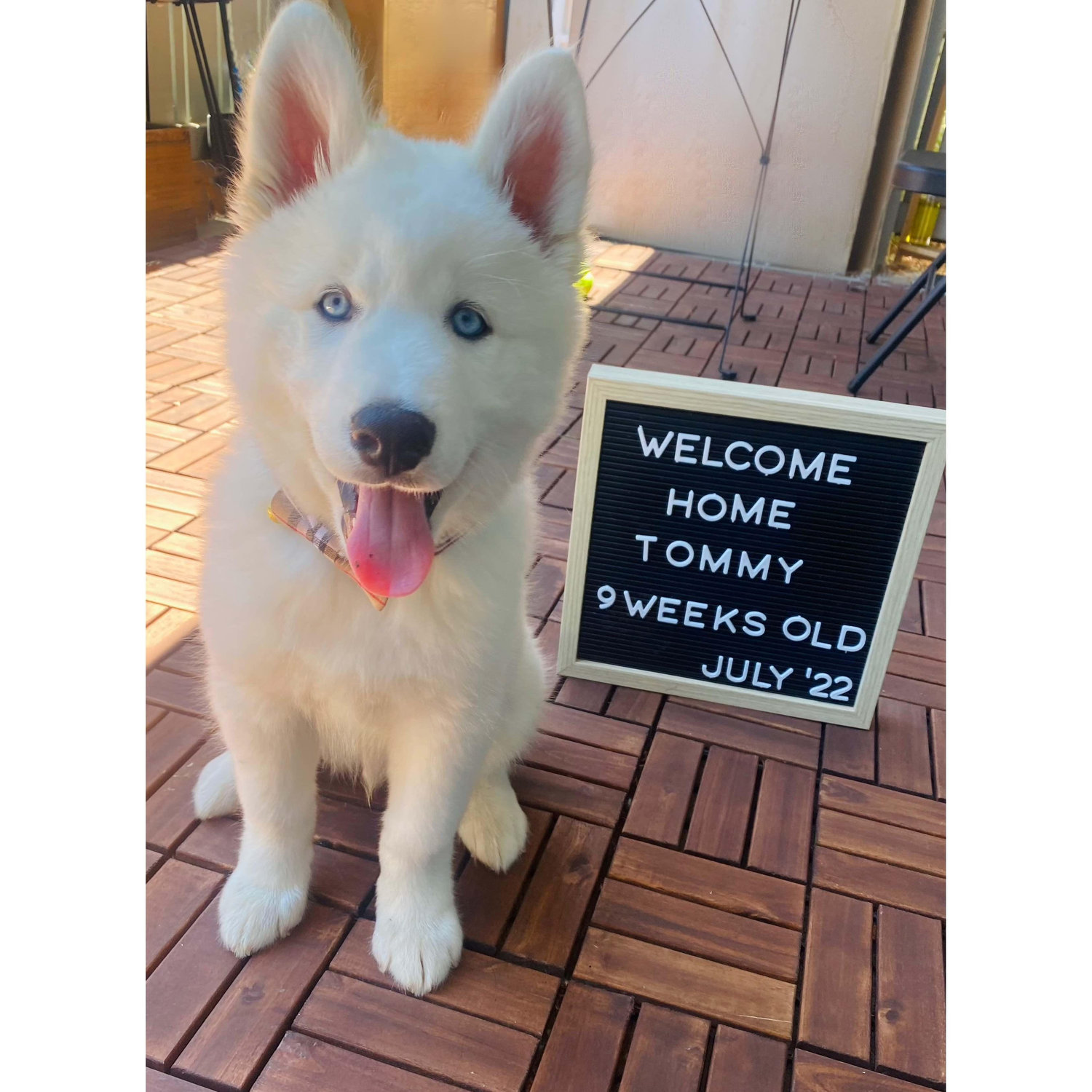 Our first fur baby, Tommy