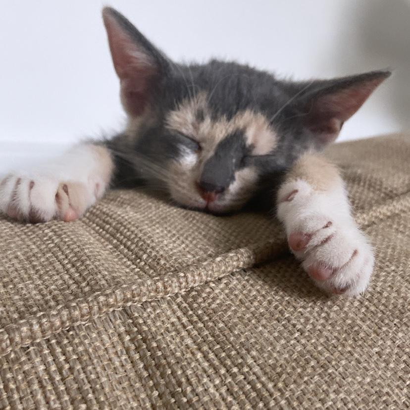 Baby Kyomi