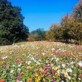 Norfolk Botanical Gardens