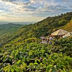 Half-Day Coffee Plantation Private Tour in Medellín, Colombia