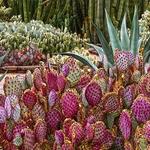 Desert Botanical Garden