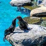 Mystic Aquarium