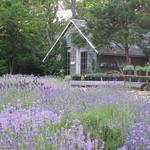 Cape Cod Lavender Farm