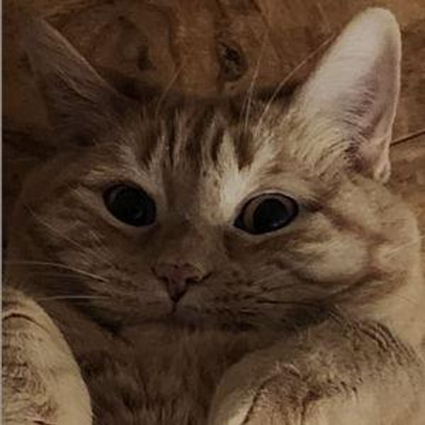 Cat Fund