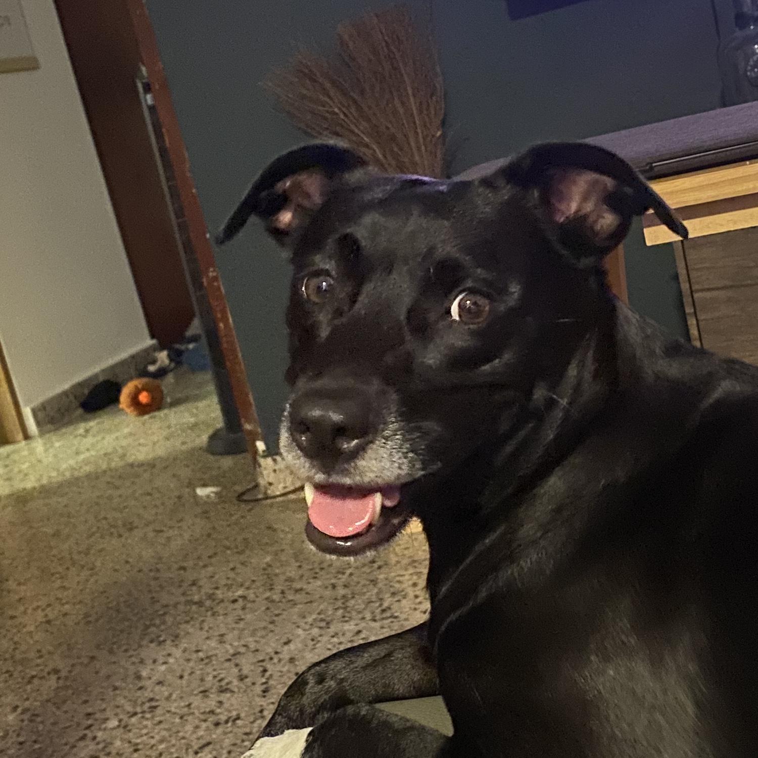 Nuestra perrita Hope