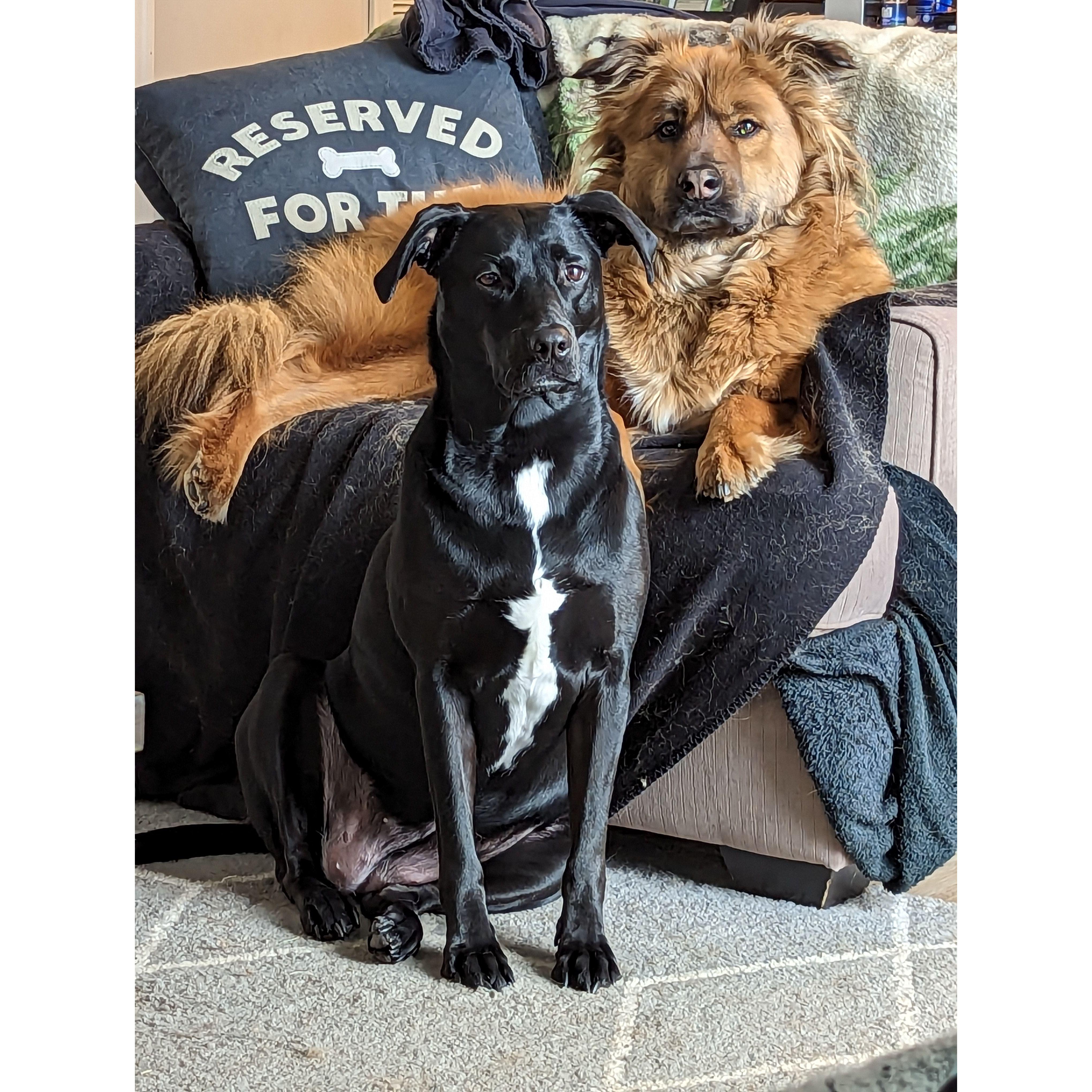 The two best pups in the world.