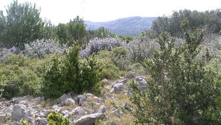 The Wedding Website of Clara-Douce McGrath and Iacopo Levenheck