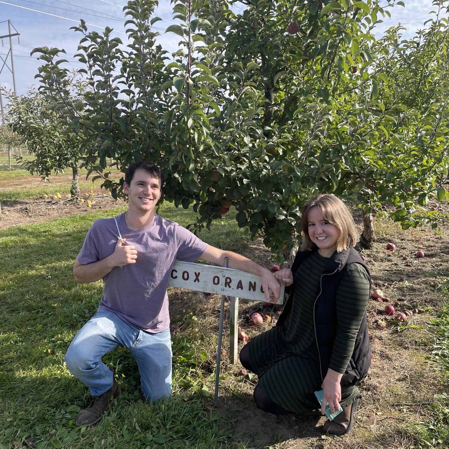 COX apples