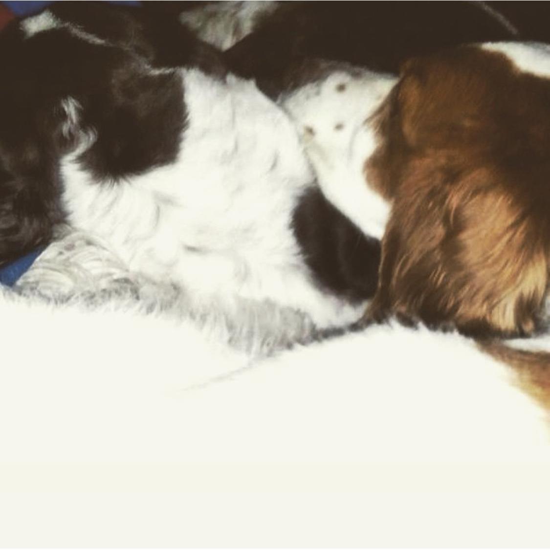 Jackson & Comet