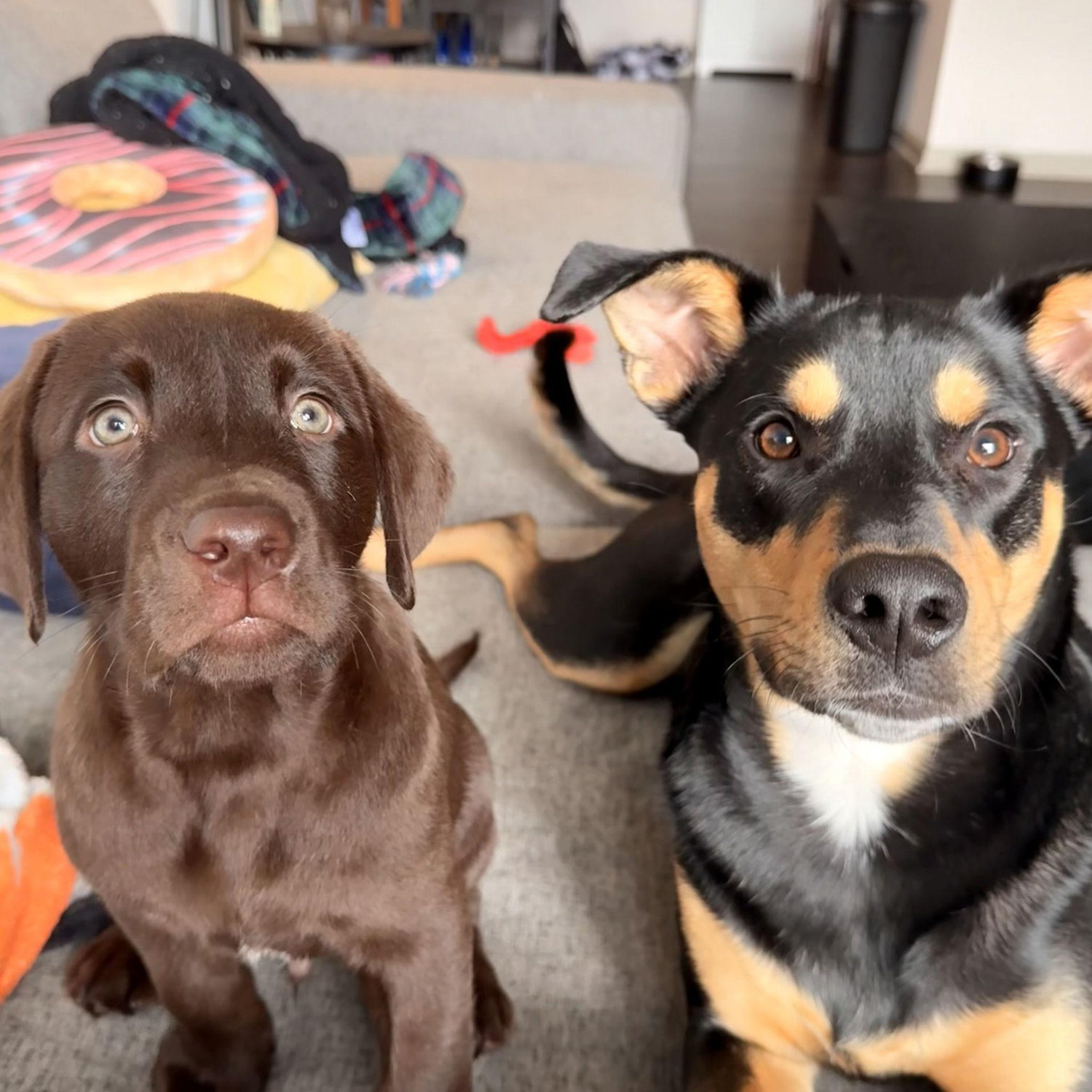 Tornado and Moose!