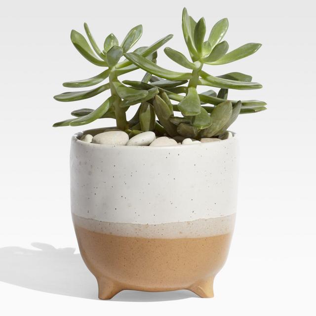 Arley Terracotta Footed Planter