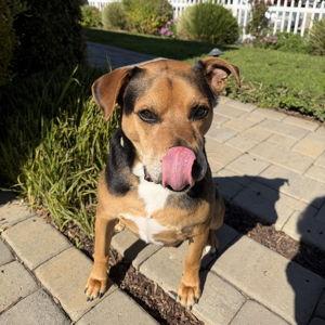 🐶Pet Hotel For Our Honeymoon