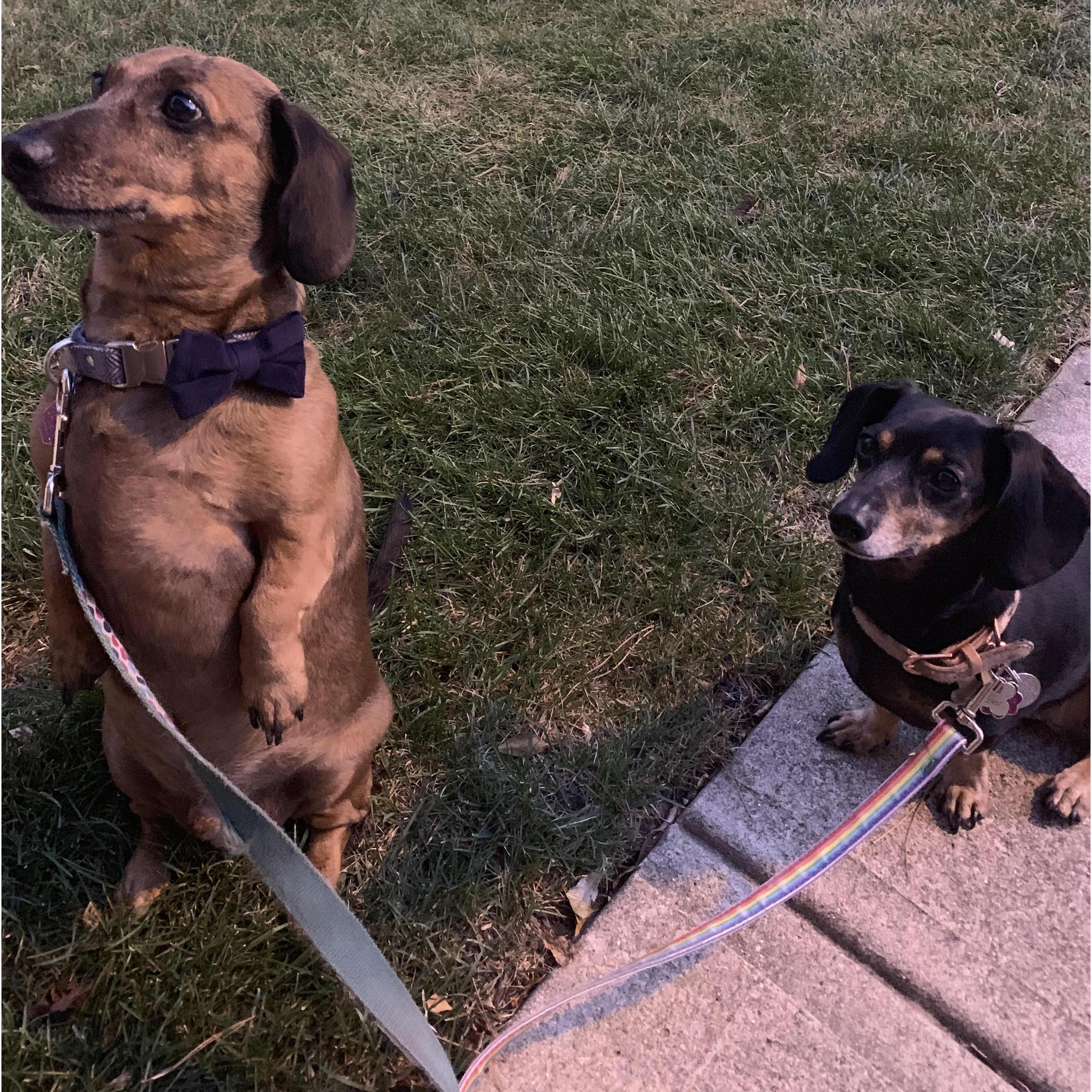 Fur babies.